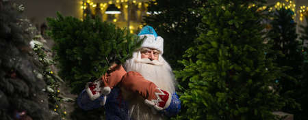 Russian santa claus buys a christmas tree in the store.の写真素材