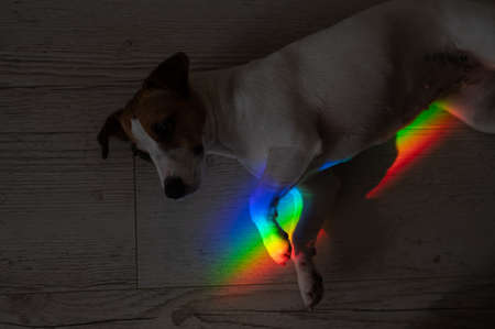 Rays of a rainbow on a lying dog Jack Russell Terrier.