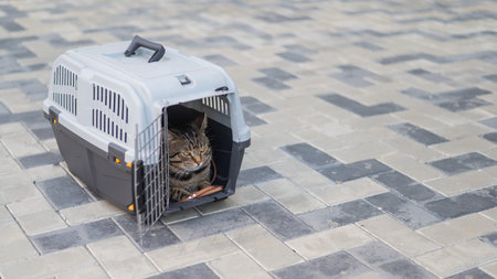 Gray tabby cat lies in a carrier on the sidewalk outdoors.の写真素材
