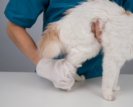 Veterinarian washing a fluffy white cat with a disposable wet glove. Pet hydrosol cleaning gloves.の写真素材