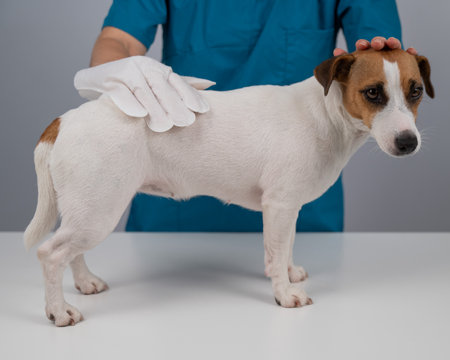 Veterinarian washing a jack russell terrier dog with a disposable wet glove. Pet hydrosol cleaning gloves.の写真素材