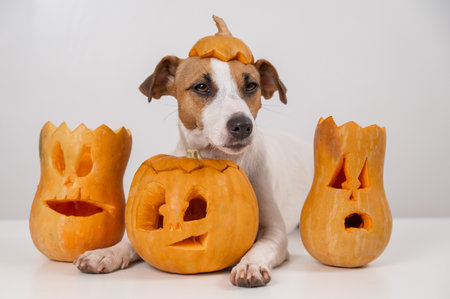 Jack Russell Terrier dog with a pumpkin cap and three jack-o-lanterns on a white background.の写真素材