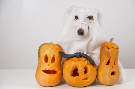 Jack Russell Terrier dog in a ghost costume and three jack-o-lanterns on a white background.の写真素材