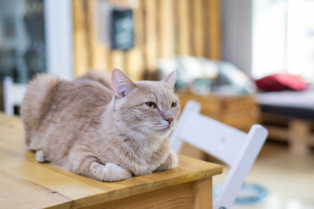 The red cat is sitting on the table of the cat cafe. Charity space.の写真素材