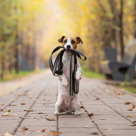 Jack Russell Terrier dog holding a leash for a walk in the autumn park.の写真素材