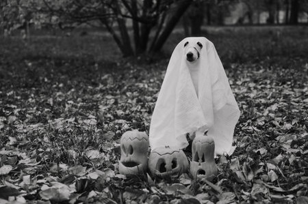 Dog jack russell terrier in a ghost costume with jack-o-lantern pumpkins in the autumn forest....