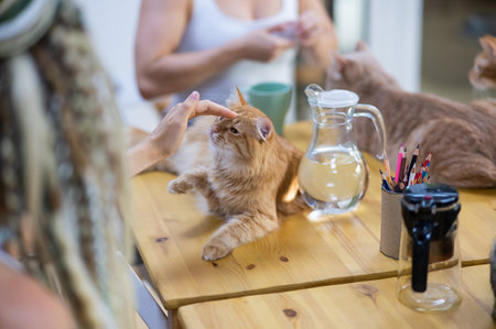 Two caucasian women drink coffee in a cat cafe.の写真素材