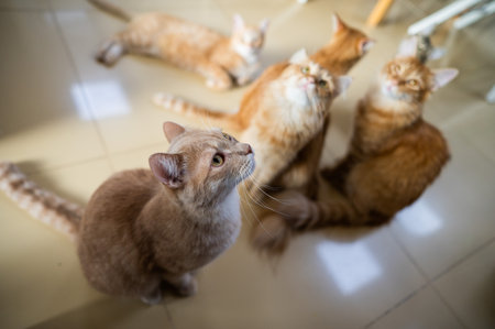 A group of cats in a cat cafe. Charity space.の写真素材