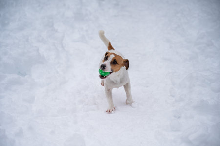 Jack Russell Terrier dog playing ball in the snow.の写真素材