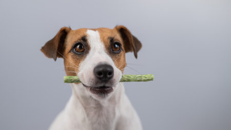 Jack Russell Terrier dog holding a rawhide toothpick in his teeth.の写真素材