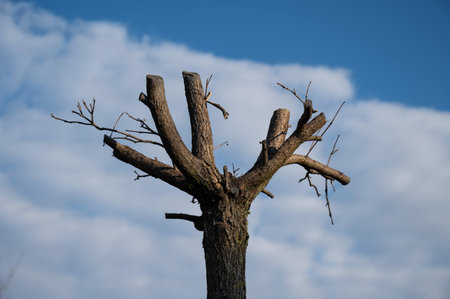 Trees with cut branches against a cloudy sky.の写真素材