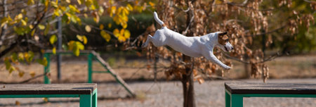 Jack Russell Terrier dog jumping from one wooden bench to another in the dog playground.の写真素材
