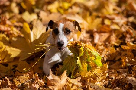 Jack Russell Terrier dog holding a yellow maple leaf on a walk in the autumn park.の写真素材