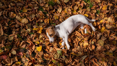 Dog jack russell terrier lies in the fallen leaves on a walk in the autumn park. View from above.の写真素材