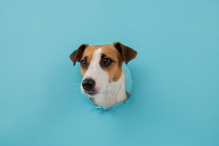 Funny dog muzzle from a hole in a paper blue background. Copy space.の写真素材