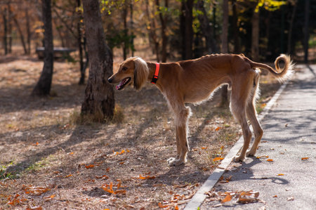 Tazy. Central Asian Greyhound walking in autumn.の写真素材