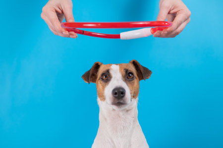 A woman puts a large led collar on a jack russell terrier dog on a blue background.の写真素材