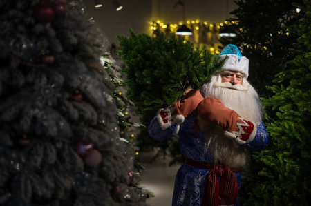 Russian santa claus buys a christmas tree in the store.の写真素材