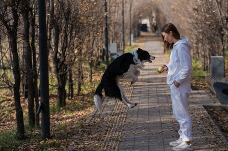 Caucasian woman walking with a dog in the park in autumn. The Border Collie jumps very high.の写真素材