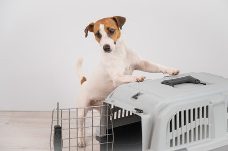 Jack Russell Terrier dog put his paws on a travel box.の写真素材