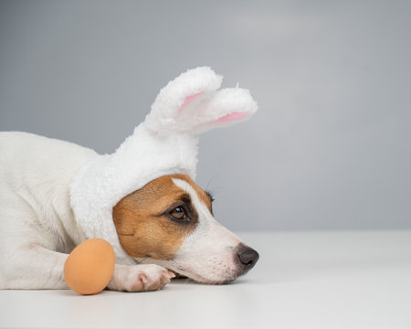 Jack Russell Terrier dog in bunny ears lies with an egg. Copy space.の写真素材