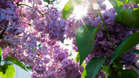 Blooming lilac in spring sunshine in spring outdoors.