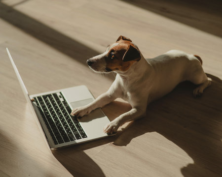 Jack Russell Terrier dog sitting at a laptop on a wooden floor.の写真素材