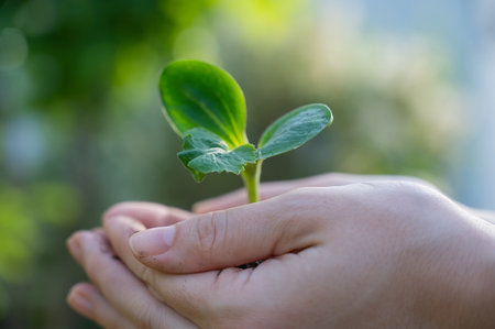 A woman holds a sprout in her hands outdoors.の写真素材