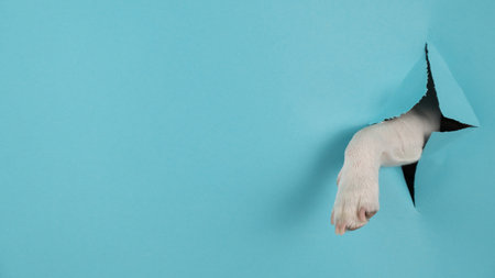 Dog paw sticks out of a hole in a paper blue background. Copy space.の写真素材