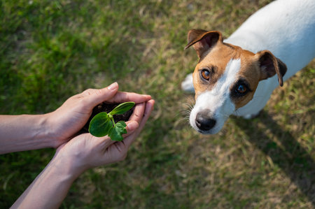 A woman holds a sprout in her hands next to the muzzle of a Jack Russell dog outdoors.の写真素材