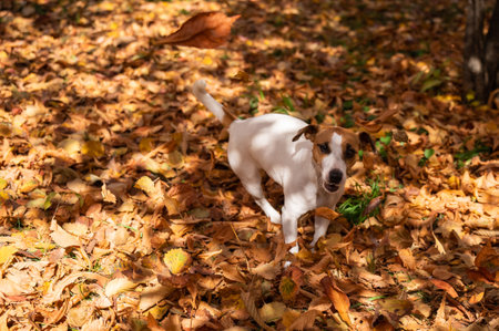 Jack Russell Terrier dog playing in a pile of yellow fallen leaves.の写真素材