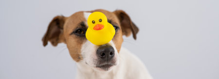 Jack Russell Terrier dog with a rubber duck on his nose.の写真素材