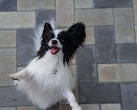 Top view of pappilion dog on the sidewalk. Portrait of a black and white continental spaniel.の写真素材