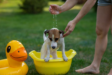 The owner washes the dog Jack Russell Terrier in a yellow basin on a green lawn.の写真素材