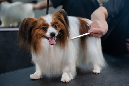 Caucasian woman combing a dog. Papillon Continental Spaniel with tongue hanging out at grooming.の写真素材