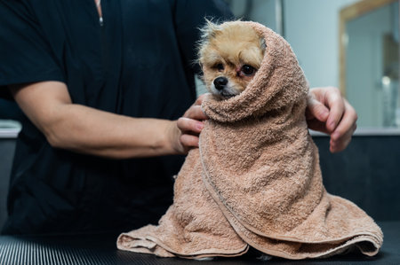 A woman wipes a Pomeranian with a beige towel after washing. Spitz dog in the grooming salon.の写真素材