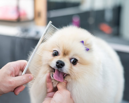 A woman combs a cute Pomeranian after a haircut. Spitz dog in the grooming salon.の写真素材