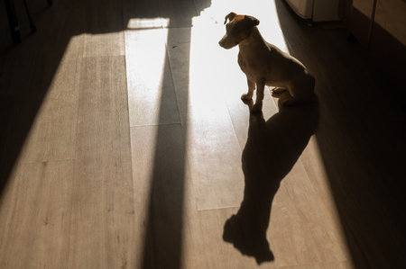 Jack Russell Terrier sits on a wooden floor in an apartment.の写真素材