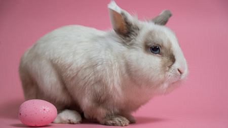Easter Bunny on a pink background with a painted egg.の写真素材
