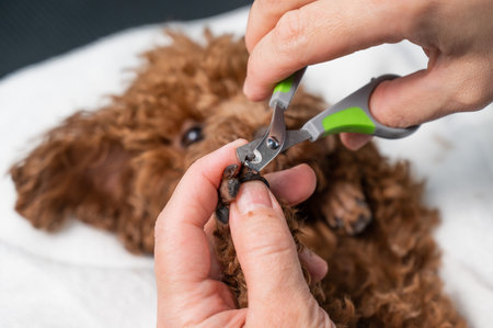 Woman cutting nails to brown mini toy poodle.の写真素材