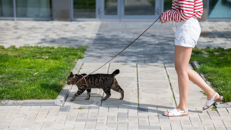 Caucasian woman walking with a cat on a leash outdoors in summer.の写真素材
