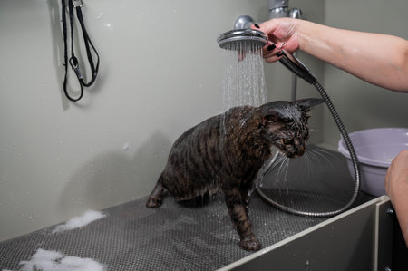Woman washing a tabby gray cat in a grooming salon.