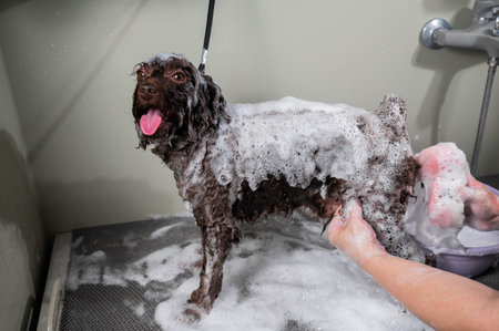 Woman shampooing brown mini poodle in grooming salon.の写真素材