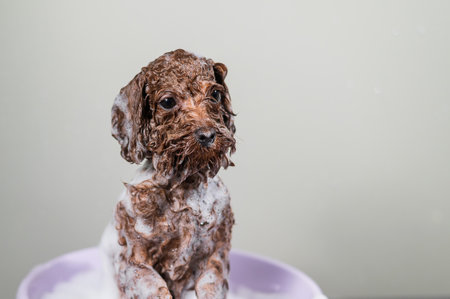 A cute brown mini toy poodle is soaped up in a bowl in a grooming salon.の写真素材