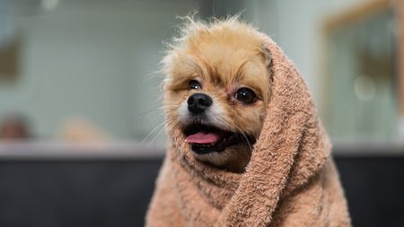 Cute pomeranian wrapped in a beige towel after washing. Grooming salon.の写真素材