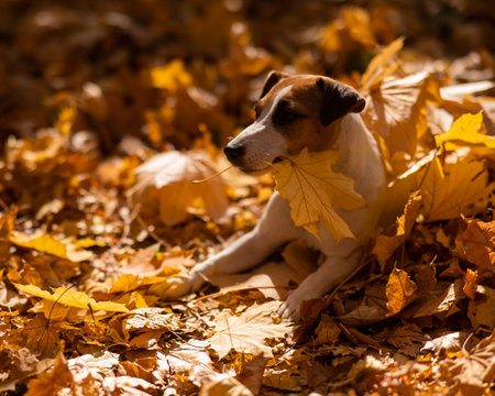 Jack Russell Terrier dog holding a yellow maple leaf on a walk in the autumn park.の写真素材