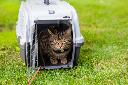 Gray tabby cat lies in a carrier on green grass outdoors.の写真素材