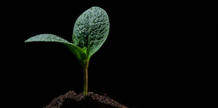 Zucchini sprout in dew drops on a black background.の写真素材