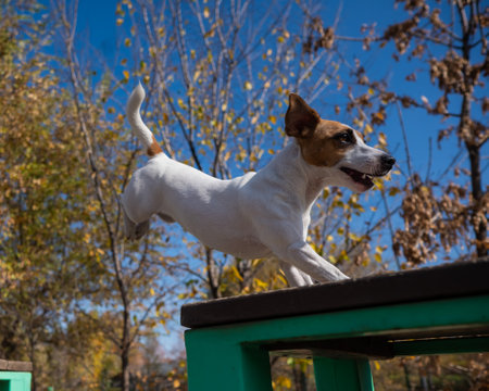 Jack Russell Terrier dog jumping from one wooden bench to another in the dog playground.の写真素材
