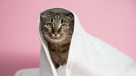 Striped cat wrapped in a white towel on a pink background.の写真素材